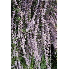 Будлея черговолиста | Buddleja alternifolia | Буддлея очереднолистная