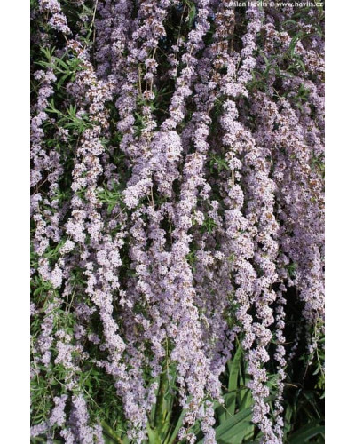 Будлея черговолиста | Buddleja alternifolia | Буддлея очереднолистная