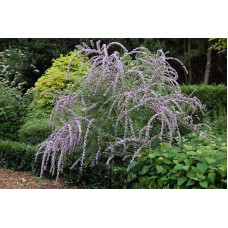 Будлея черговолиста | Buddleja alternifolia | Буддлея очереднолистная