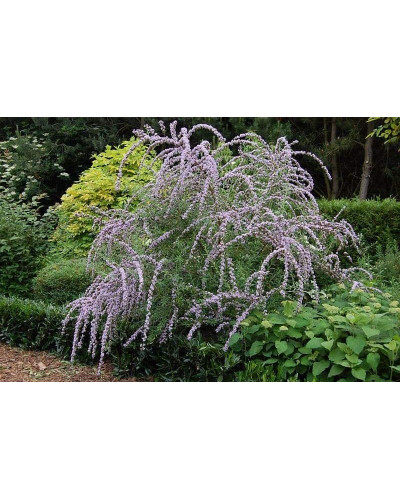 Будлея черговолиста | Buddleja alternifolia | Буддлея очереднолистная