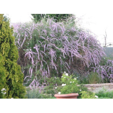 Будлея черговолиста | Buddleja alternifolia | Буддлея очереднолистная