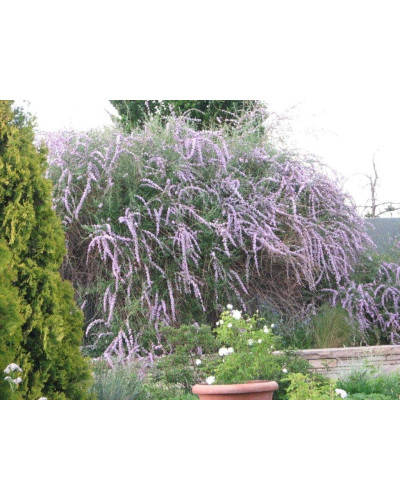 Будлея черговолиста | Buddleja alternifolia | Буддлея очереднолистная