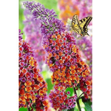 Будлея давида Флауер Пауер | Buddleja davidii Flower Power | Буддлея давида Флауэр Пауэр