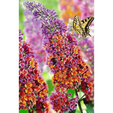 Будлея давида Флауер Пауер | Buddleja davidii Flower Power | Буддлея давида Флауэр Пауэр