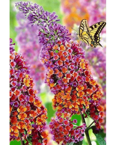 Будлея давида Флауер Пауер | Buddleja davidii Flower Power | Буддлея давида Флауэр Пауэр