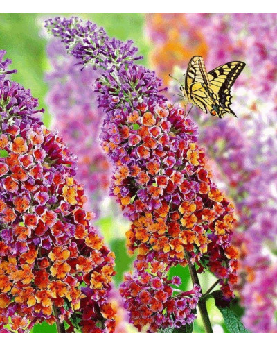 Будлея давида Флауер Пауер | Buddleja davidii Flower Power | Буддлея давида Флауэр Пауэр