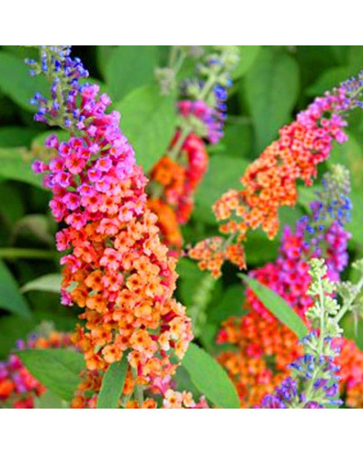 Будлея давида Флауер Пауер | Buddleja davidii Flower Power | Буддлея давида Флауэр Пауэр