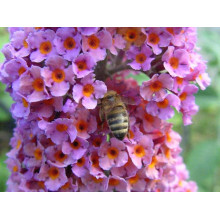Будлея давида Флауер Пауер | Buddleja davidii Flower Power | Буддлея давида Флауэр Пауэр