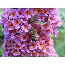Будлея давида Флауер Пауер | Buddleja davidii Flower Power | Буддлея давида Флауэр Пауэр