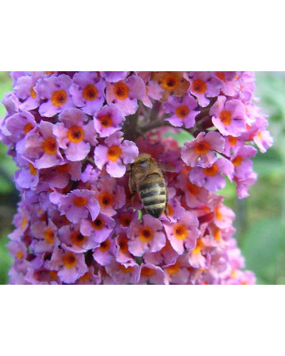 Будлея давида Флауер Пауер | Buddleja davidii Flower Power | Буддлея давида Флауэр Пауэр