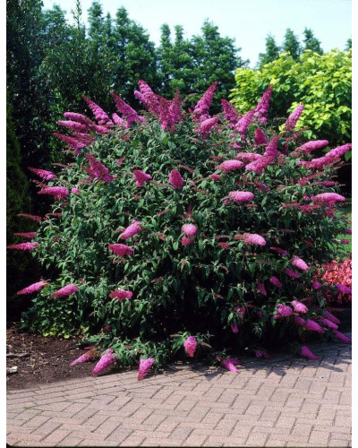 Будлея давида Флауер Пауер | Buddleja davidii Flower Power | Буддлея давида Флауэр Пауэр
