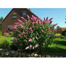 Будлея давида Флауер Пауер | Buddleja davidii Flower Power | Буддлея давида Флауэр Пауэр