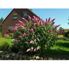 Будлея давида Флауер Пауер | Buddleja davidii Flower Power | Буддлея давида Флауэр Пауэр