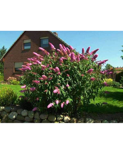 Будлея давида Флауер Пауер | Buddleja davidii Flower Power | Буддлея давида Флауэр Пауэр
