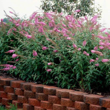 Будлея давида Флауер Пауер | Buddleja davidii Flower Power | Буддлея давида Флауэр Пауэр
