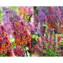 Будлея давида Флауер Пауер | Buddleja davidii Flower Power | Буддлея давида Флауэр Пауэр