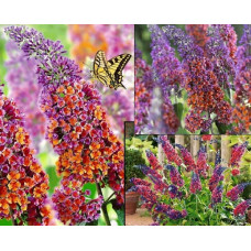 Будлея давида Флауер Пауер | Buddleja davidii Flower Power | Буддлея давида Флауэр Пауэр