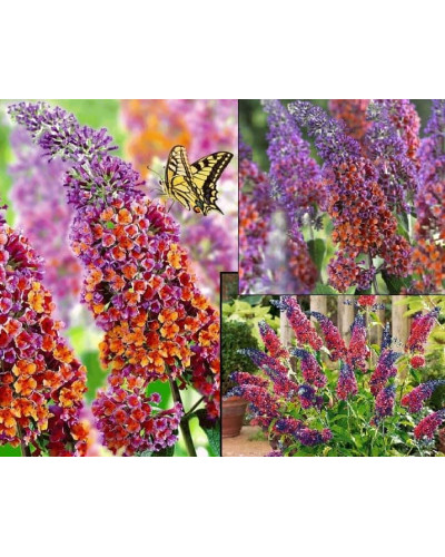 Будлея давида Флауер Пауер | Buddleja davidii Flower Power | Буддлея давида Флауэр Пауэр