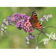 Будлея давида Флауер Пауер | Buddleja davidii Flower Power | Буддлея давида Флауэр Пауэр