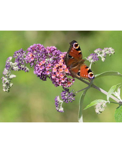 Будлея давида Флауер Пауер | Buddleja davidii Flower Power | Буддлея давида Флауэр Пауэр