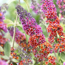 Будлея давида Флауер Пауер | Buddleja davidii Flower Power | Буддлея давида Флауэр Пауэр