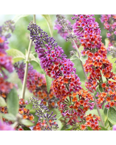 Будлея давида Флауер Пауер | Buddleja davidii Flower Power | Буддлея давида Флауэр Пауэр