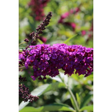 Будлея Давида Роял Ред | Buddleja davidii Royal Red | Буддлея Давида Роял Ред
