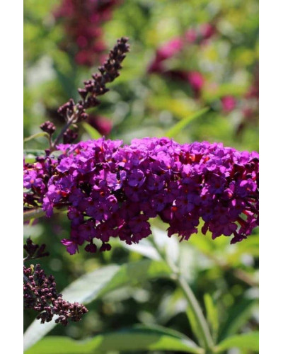 Будлея Давида Роял Ред | Buddleja davidii Royal Red | Буддлея Давида Роял Ред