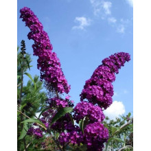 Будлея Давида Роял Ред | Buddleja davidii Royal Red | Буддлея Давида Роял Ред