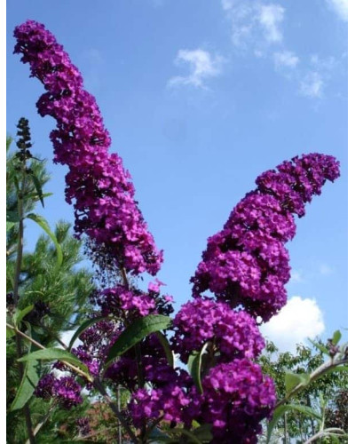 Будлея Давида Роял Ред | Buddleja davidii Royal Red | Буддлея Давида Роял Ред