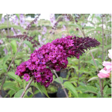 Будлея Давида Роял Ред | Buddleja davidii Royal Red | Буддлея Давида Роял Ред