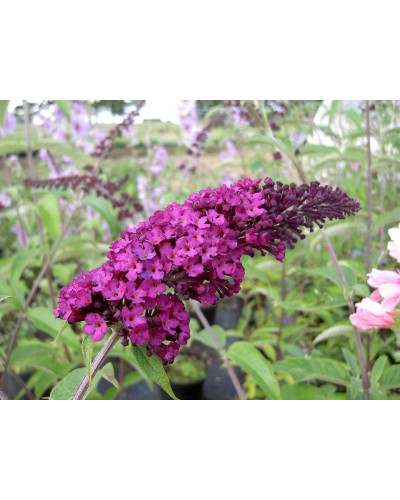Будлея Давида Роял Ред | Buddleja davidii Royal Red | Буддлея Давида Роял Ред