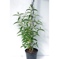 Будлея Давида Роял Ред | Buddleja davidii Royal Red | Буддлея Давида Роял Ред