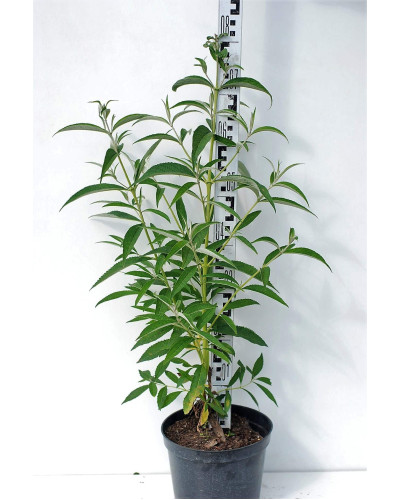 Будлея Давида Роял Ред | Buddleja davidii Royal Red | Буддлея Давида Роял Ред