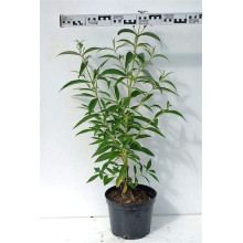 Будлея Давида Роял Ред | Buddleja davidii Royal Red | Буддлея Давида Роял Ред