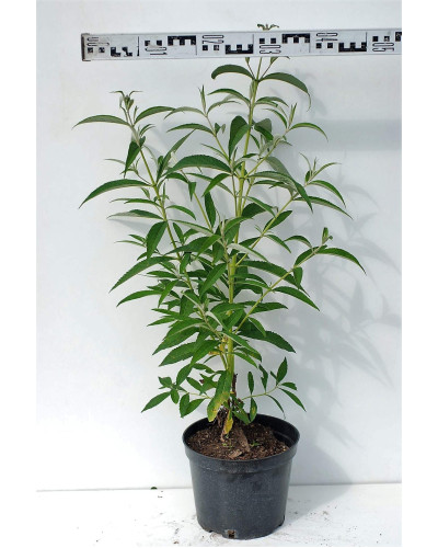 Будлея Давида Роял Ред | Buddleja davidii Royal Red | Буддлея Давида Роял Ред