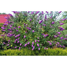 Будлея Давида Роял Ред | Buddleja davidii Royal Red | Буддлея Давида Роял Ред