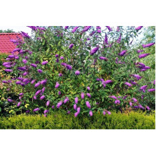 Будлея Давида Роял Ред | Buddleja davidii Royal Red | Буддлея Давида Роял Ред