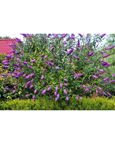 Будлея Давида Роял Ред | Buddleja davidii Royal Red | Буддлея Давида Роял Ред