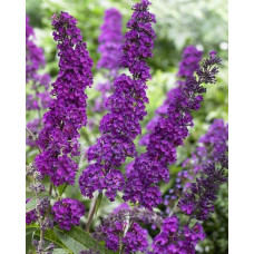 Будлея Давида Роял Ред | Buddleja davidii Royal Red | Буддлея Давида Роял Ред