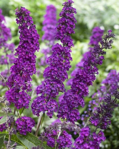 Будлея Давида Роял Ред | Buddleja davidii Royal Red | Буддлея Давида Роял Ред
