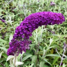 Будлея Давида Роял Ред | Buddleja davidii Royal Red | Буддлея Давида Роял Ред