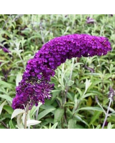 Будлея Давида Роял Ред | Buddleja davidii Royal Red | Буддлея Давида Роял Ред