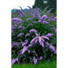 Будлея Давида Лочінч | Buddleja davidii Lochinch | Буддлея Давида Лочинч