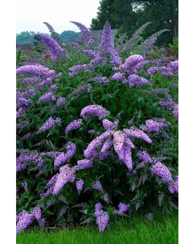Будлея Давида Лочінч | Buddleja davidii Lochinch | Буддлея Давида Лочинч