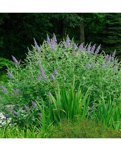 Будлея Давида Лочінч | Buddleja davidii Lochinch | Буддлея Давида Лочинч