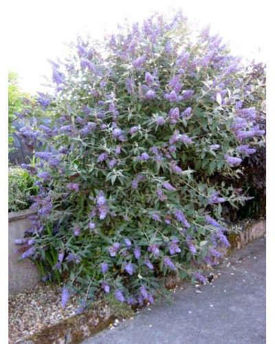 Будлея Давида Лочінч | Buddleja davidii Lochinch | Буддлея Давида Лочинч