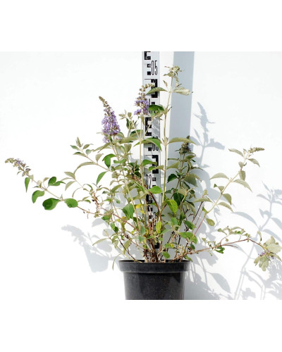 Будлея Давида Лочінч | Buddleja davidii Lochinch | Буддлея Давида Лочинч