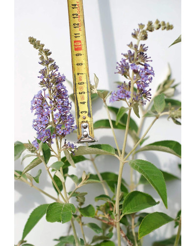 Будлея Давида Лочінч | Buddleja davidii Lochinch | Буддлея Давида Лочинч