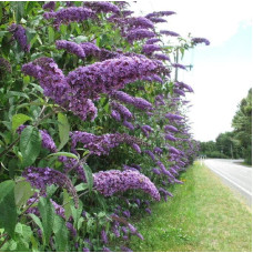 Будлея Давида Лочінч | Buddleja davidii Lochinch | Буддлея Давида Лочинч